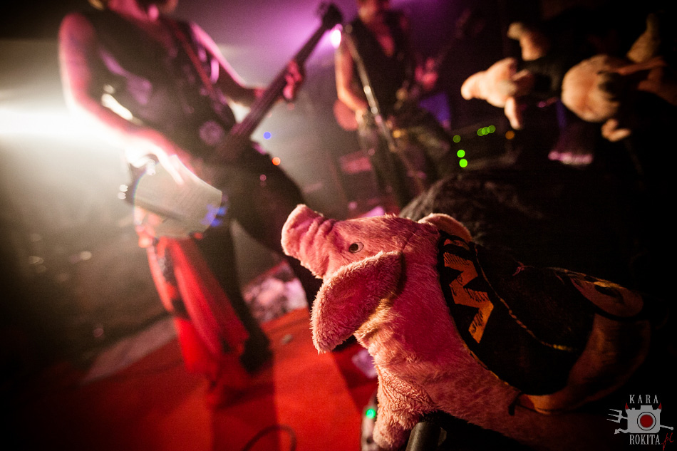 Wild Pig